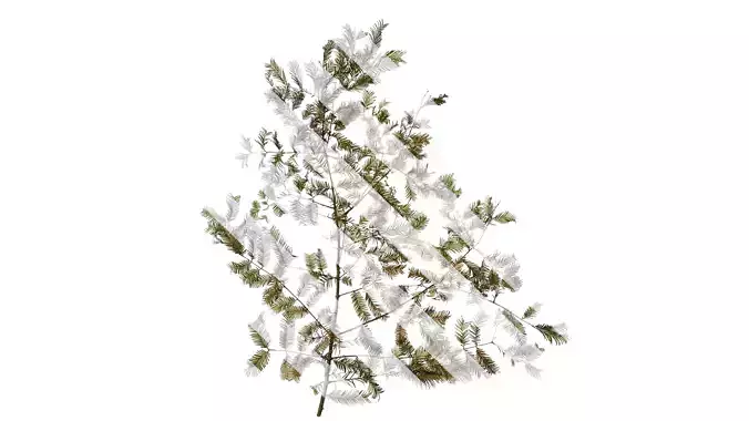 Anydrafts Metasequoia glyptostroboides Atlas 08