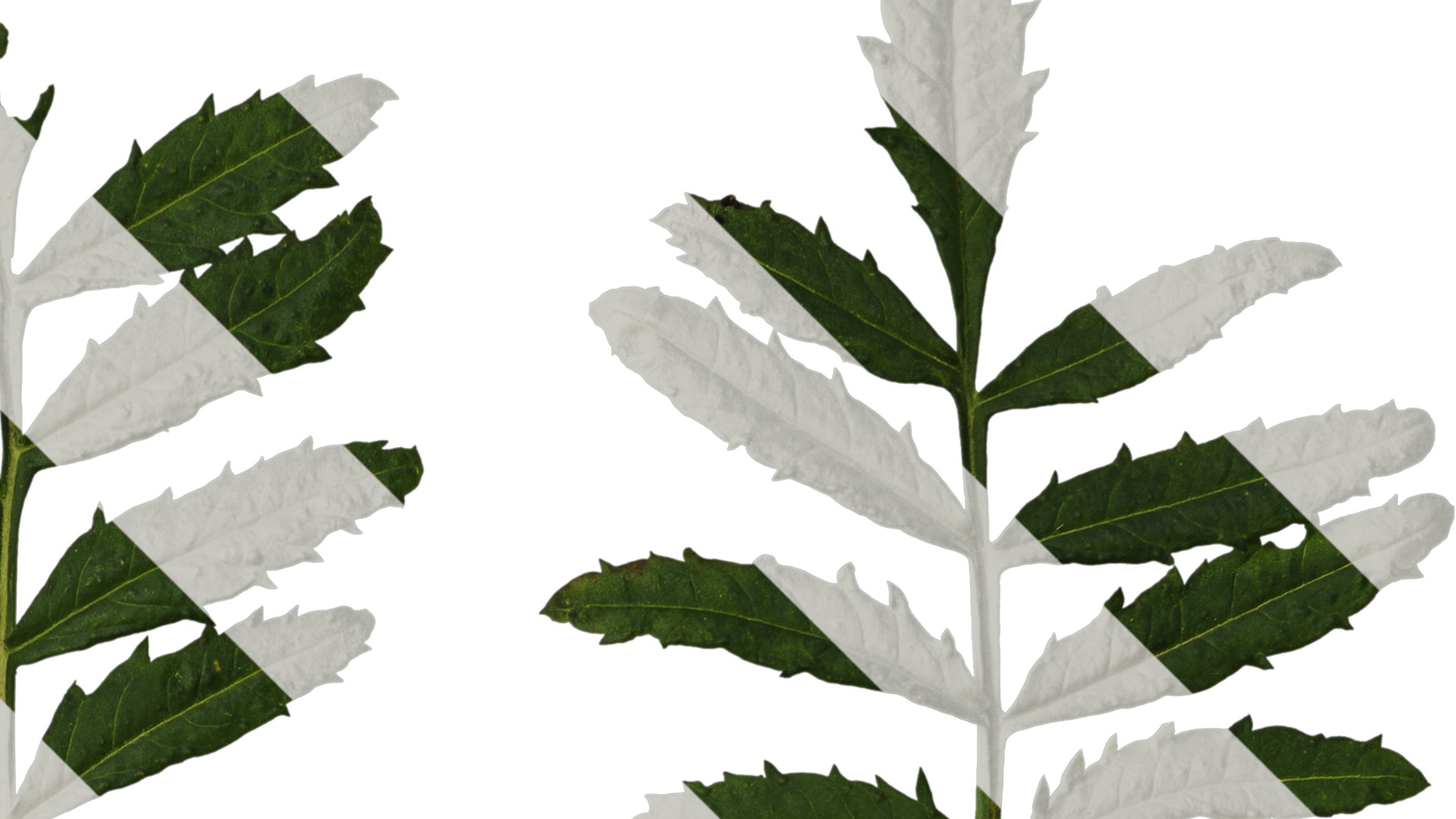 Anydrafts Tagetes patula Leaf 02 Texture_2