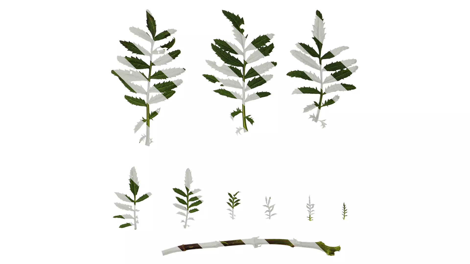 Anydrafts Tagetes patula Leaf 02 Texture_0