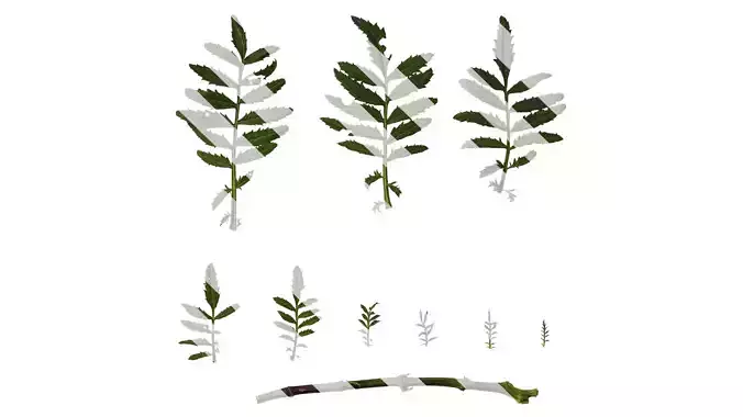 Anydrafts Tagetes patula Leaf 02