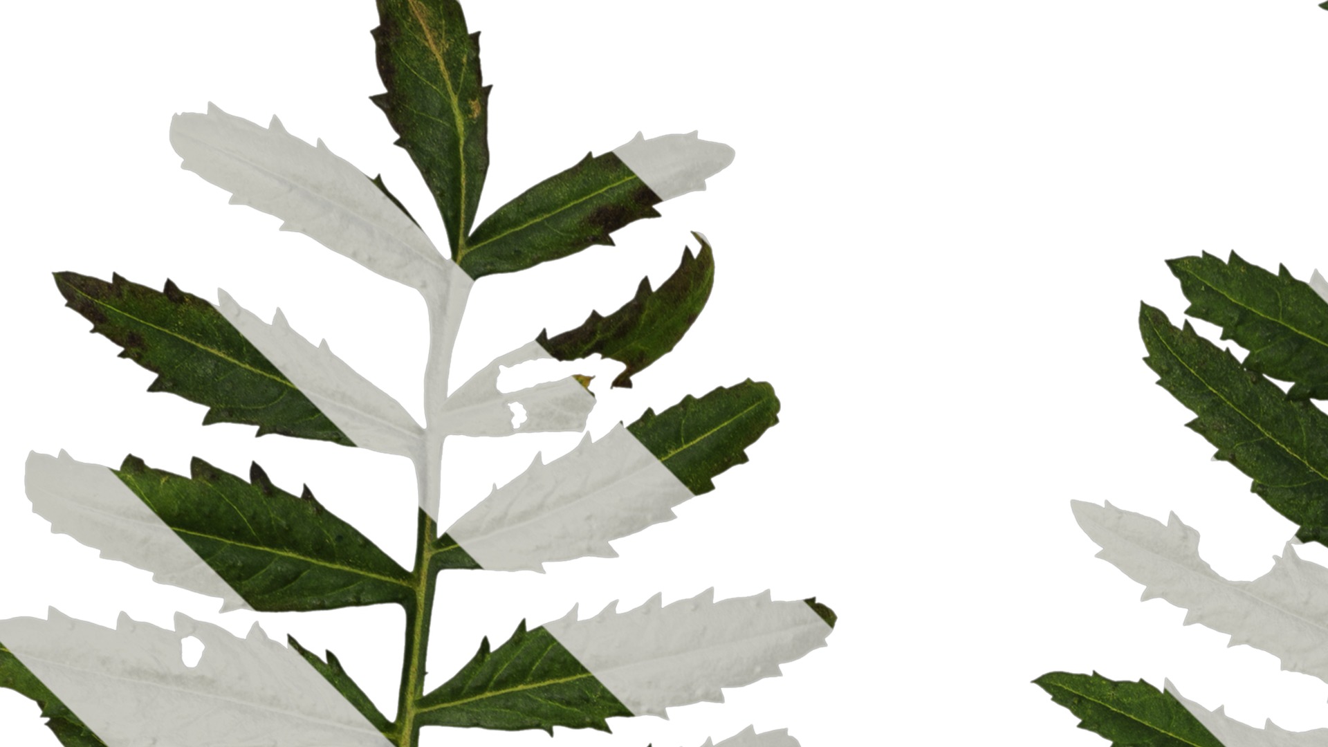 Anydrafts Tagetes patula Leaf 02 Texture_1