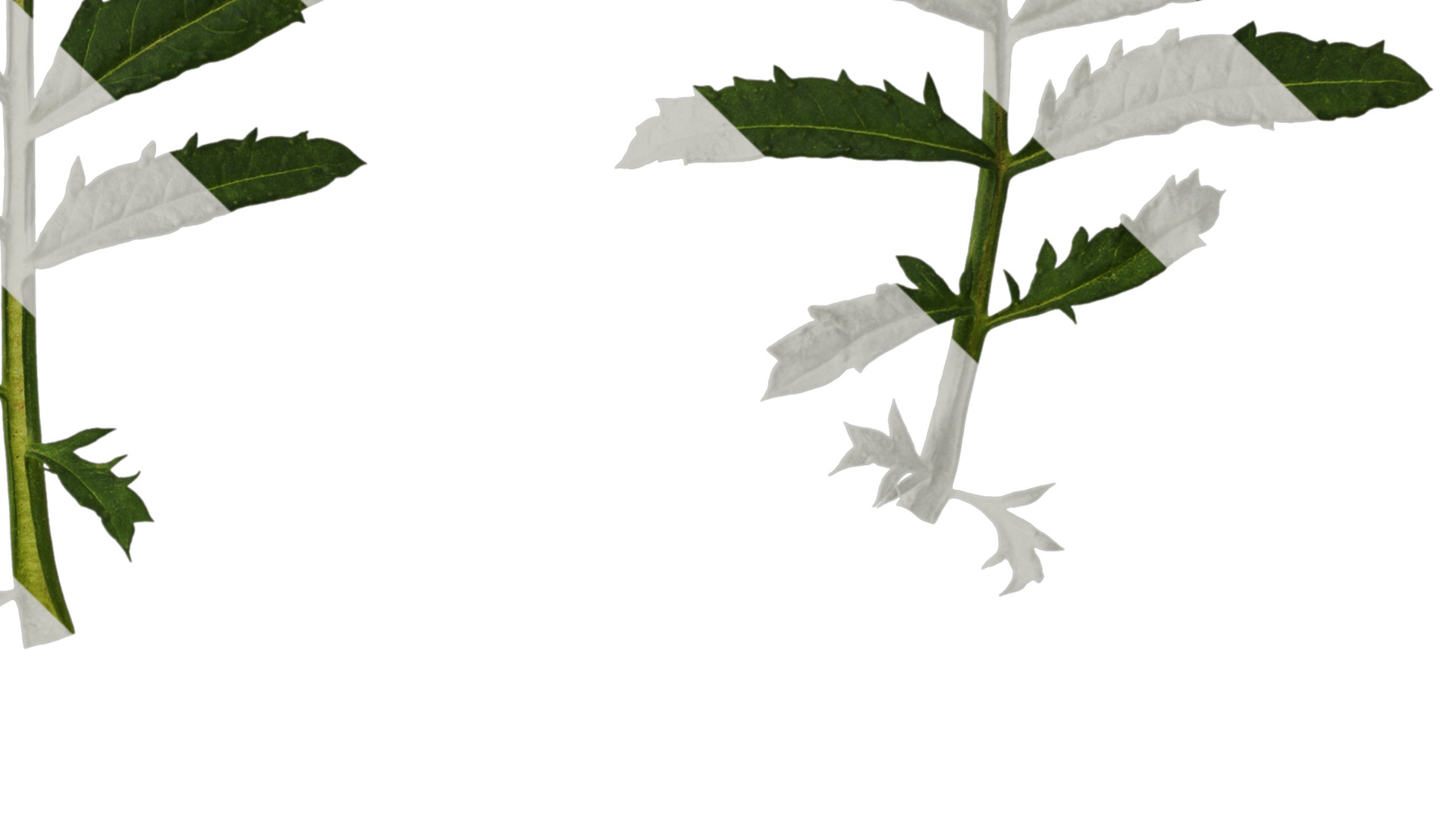 Anydrafts Tagetes patula Leaf 02 Texture_4