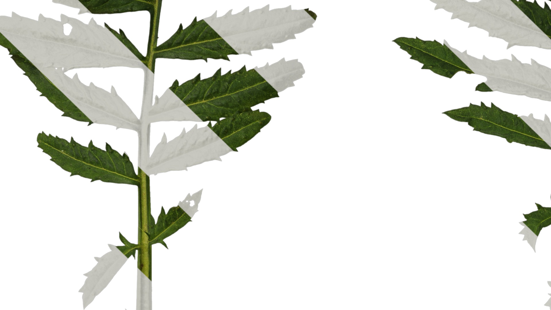 Anydrafts Tagetes patula Leaf 02 Texture_3