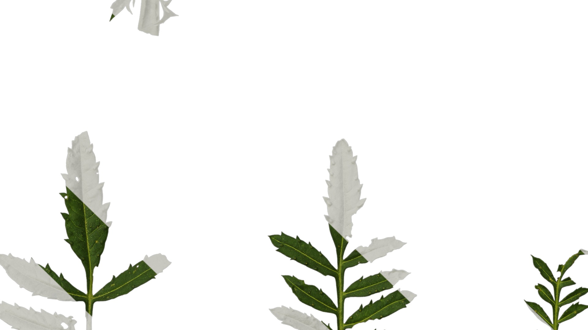 Anydrafts Tagetes patula Leaf 02 Texture_5