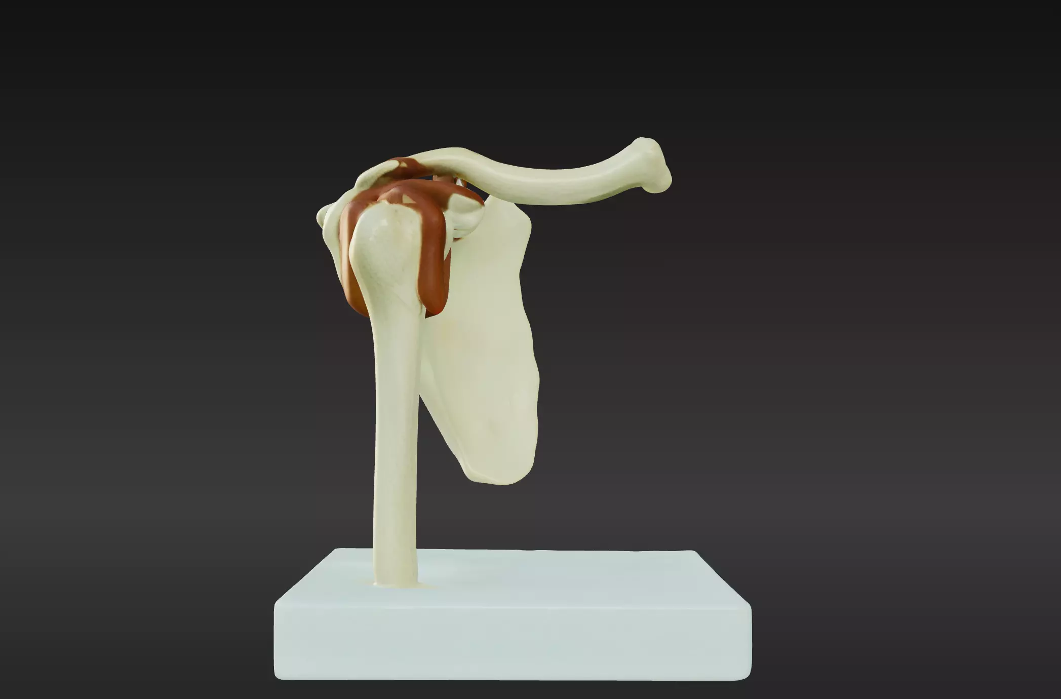 3D Joint Anatomy Model with Stand 3D print model
