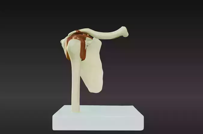 3D Joint Anatomy Model with Stand