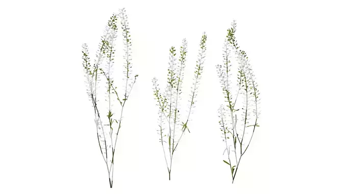 Anydrafts Thlaspi green bell Atlas 05