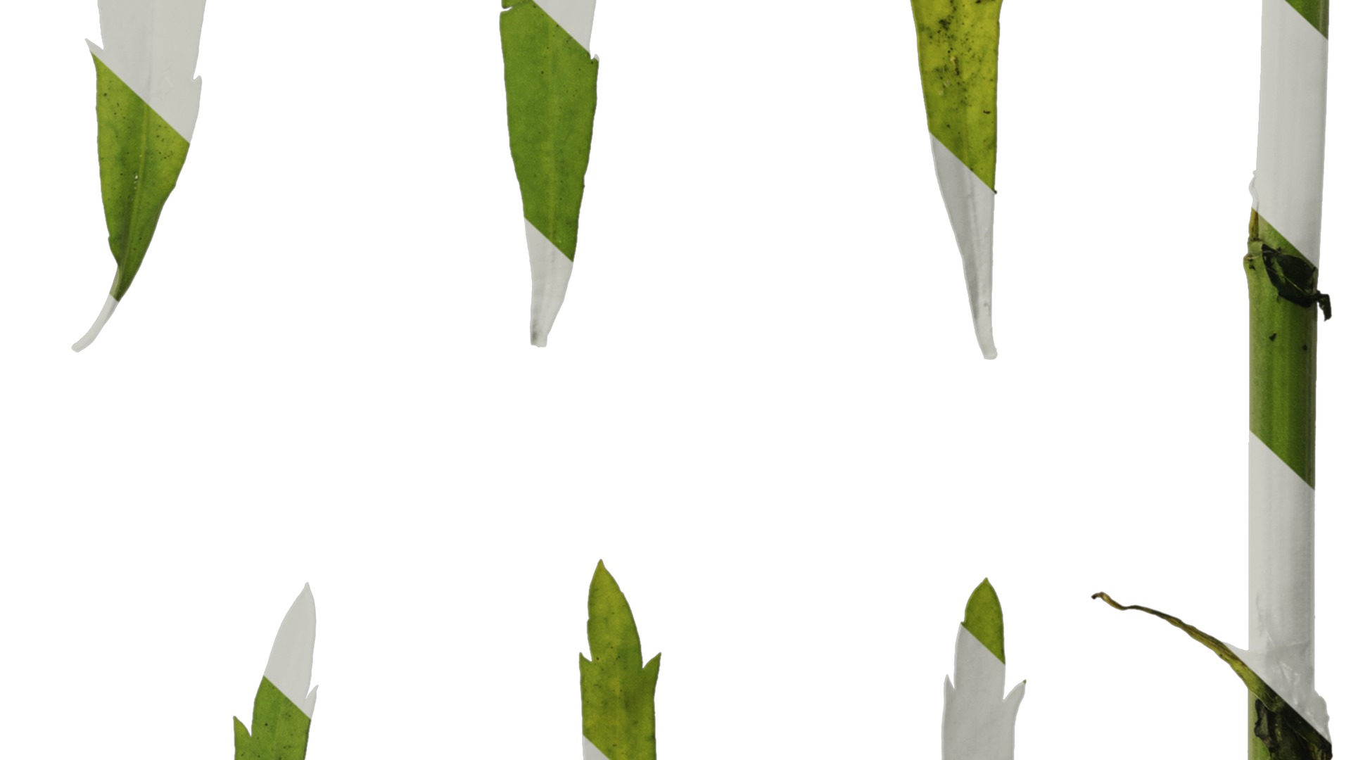 Anydrafts Thlaspi green bell Leaf 01 Texture_6