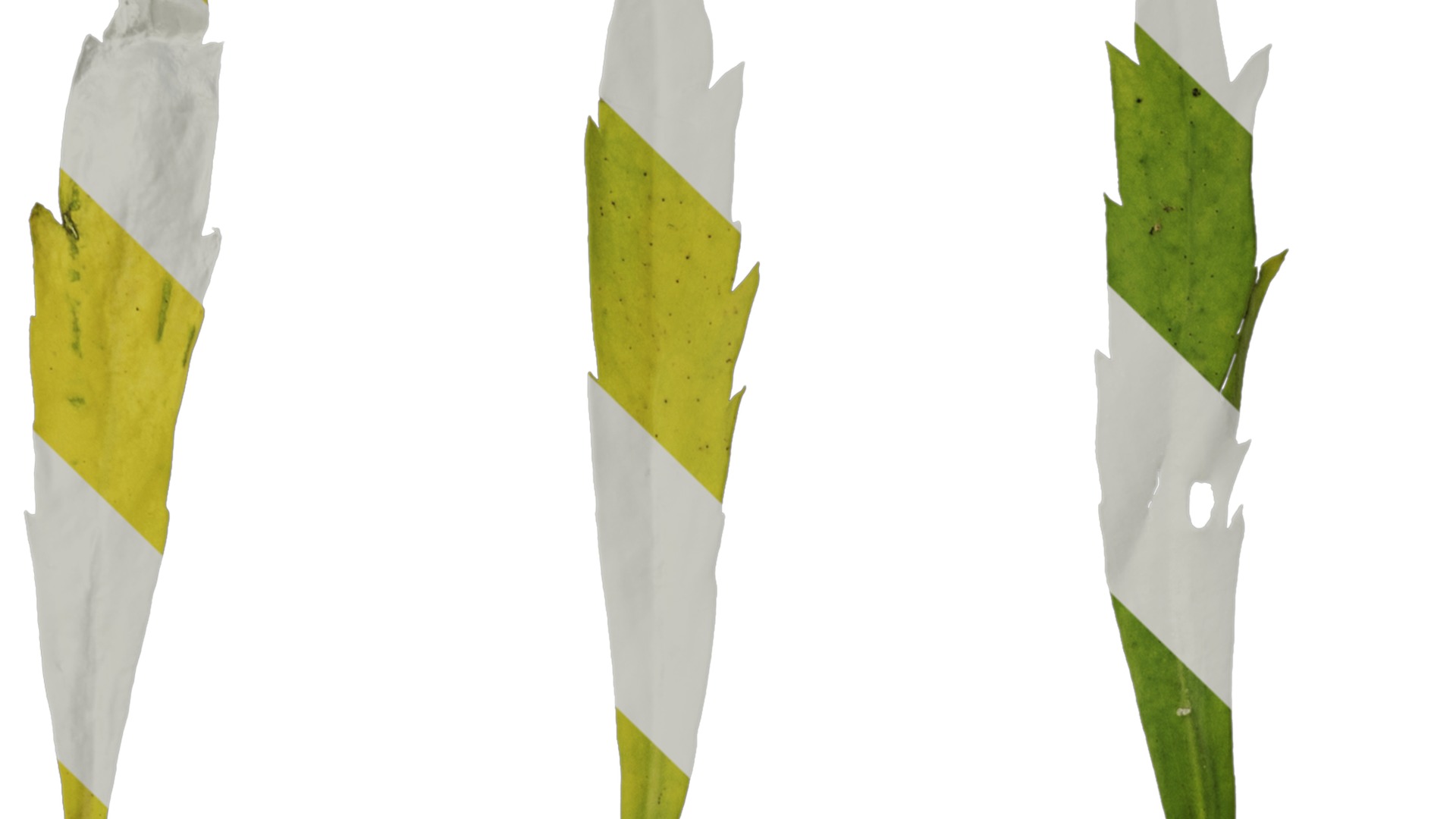 Anydrafts Thlaspi green bell Leaf 01 Texture_1