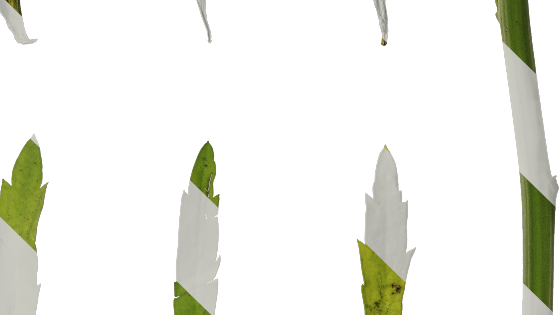 Anydrafts Thlaspi green bell Leaf 01 Texture_4