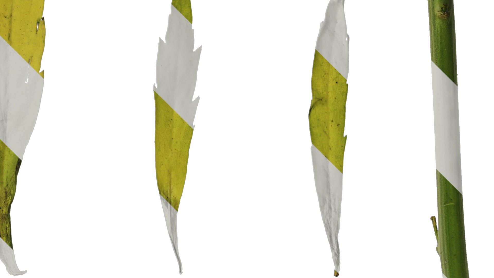 Anydrafts Thlaspi green bell Leaf 01 Texture_2