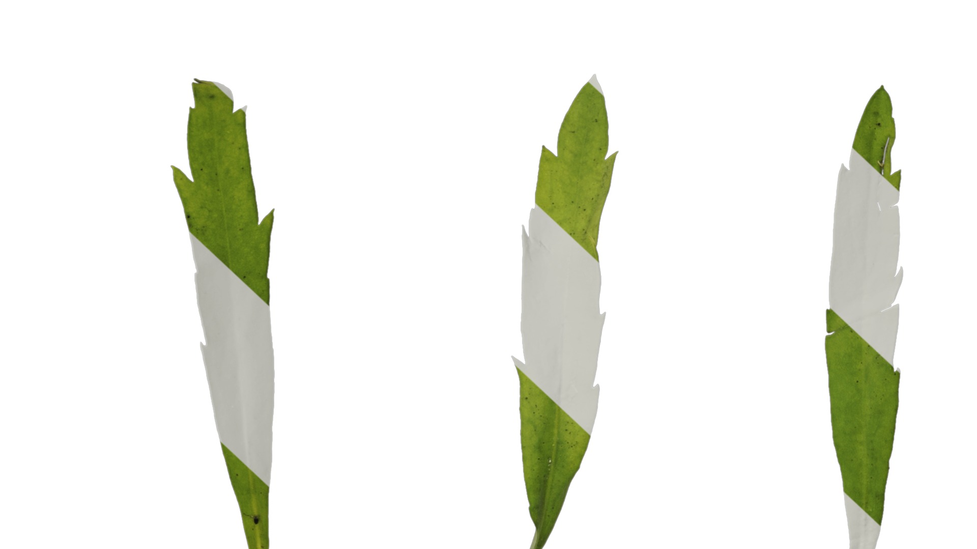 Anydrafts Thlaspi green bell Leaf 01 Texture_7