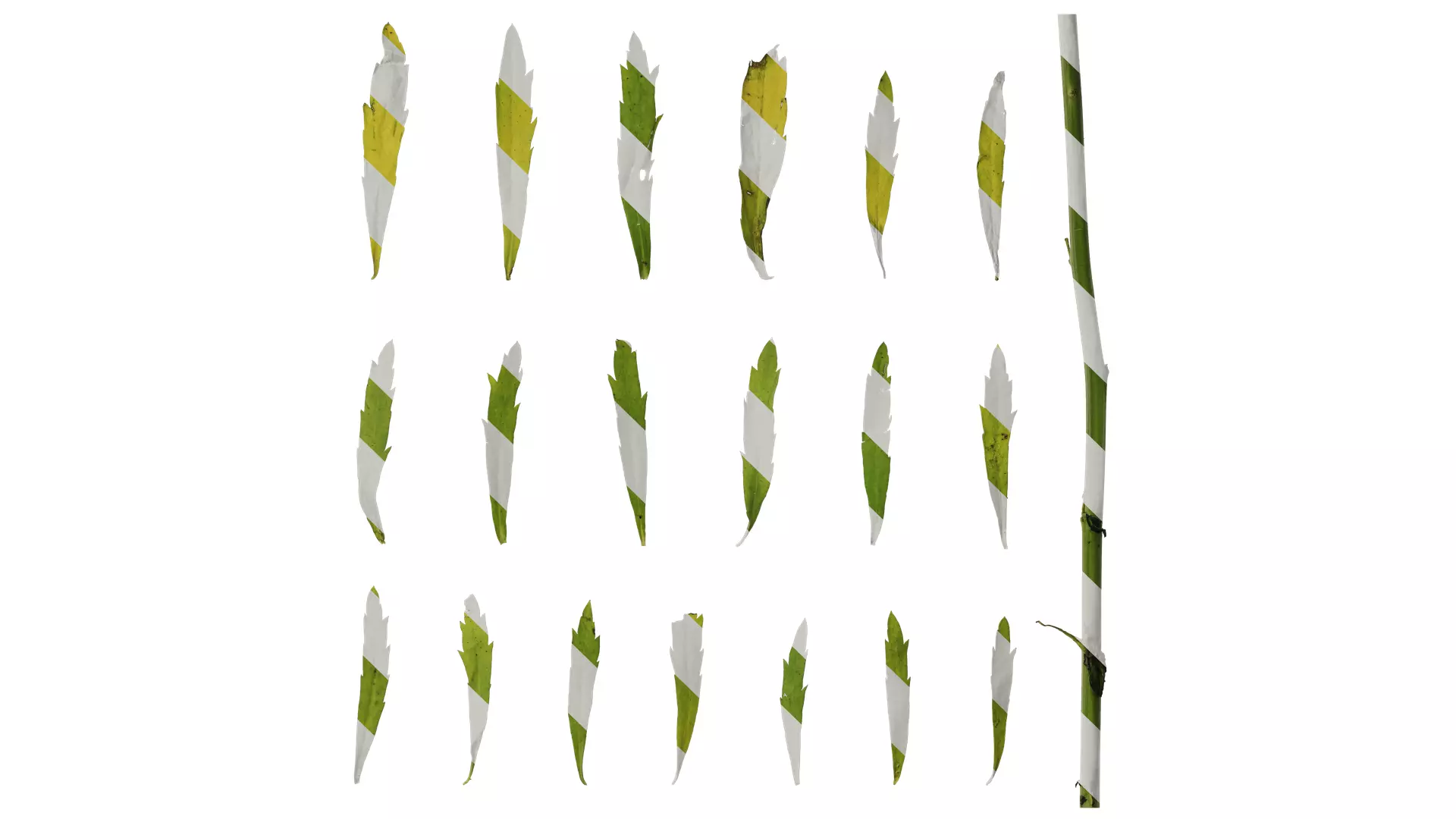 Anydrafts Thlaspi green bell Leaf 01 Texture_0