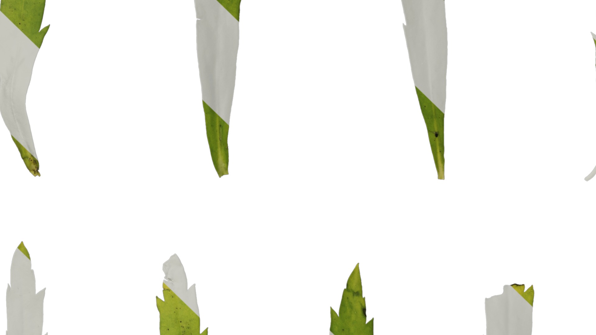 Anydrafts Thlaspi green bell Leaf 01 Texture_5