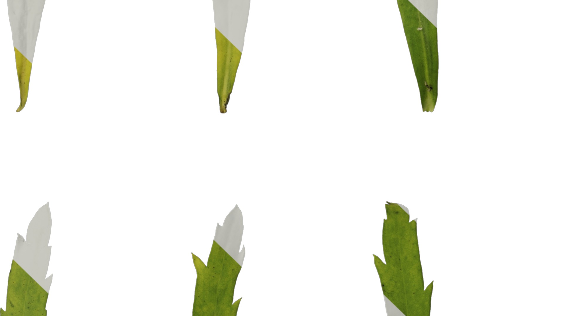 Anydrafts Thlaspi green bell Leaf 01 Texture_3