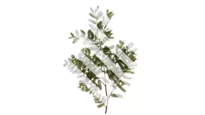 Anydrafts Metasequoia glyptostroboides Atlas 10