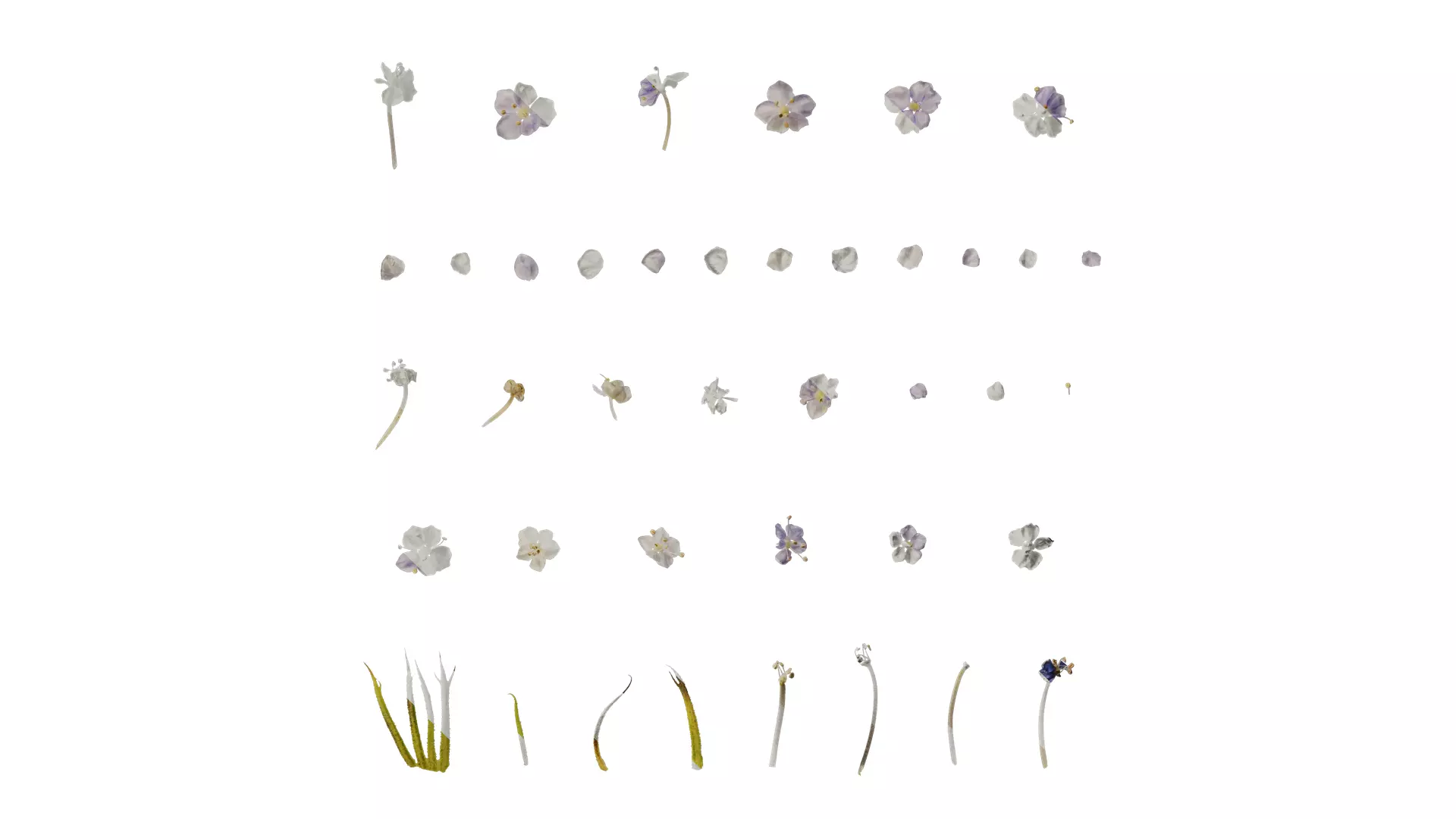 Anydrafts Trachymene coerulea Flower 02 Texture