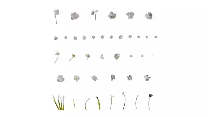 Anydrafts Trachymene coerulea Flower 02