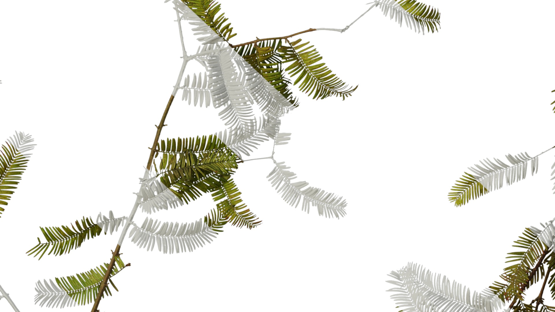 Anydrafts Metasequoia glyptostroboides Atlas 11 Texture_7