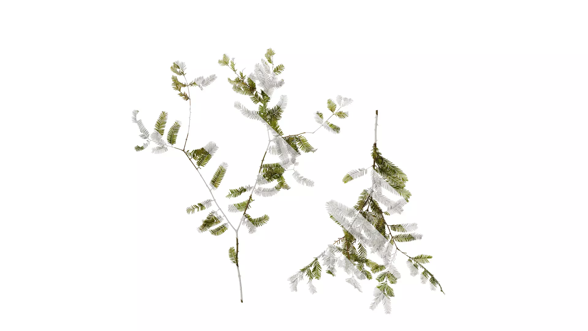 Anydrafts Metasequoia glyptostroboides Atlas 11 Texture_0