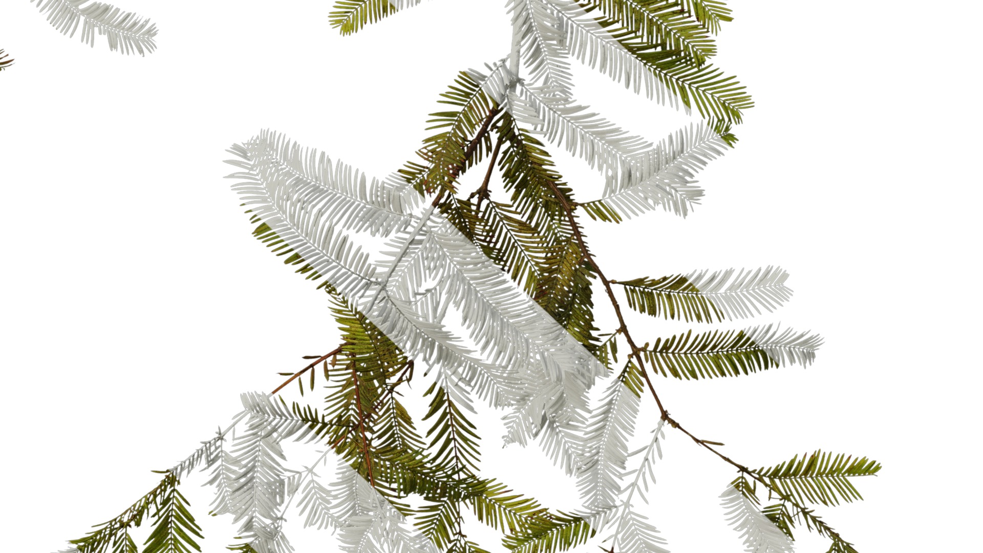 Anydrafts Metasequoia glyptostroboides Atlas 11 Texture_6