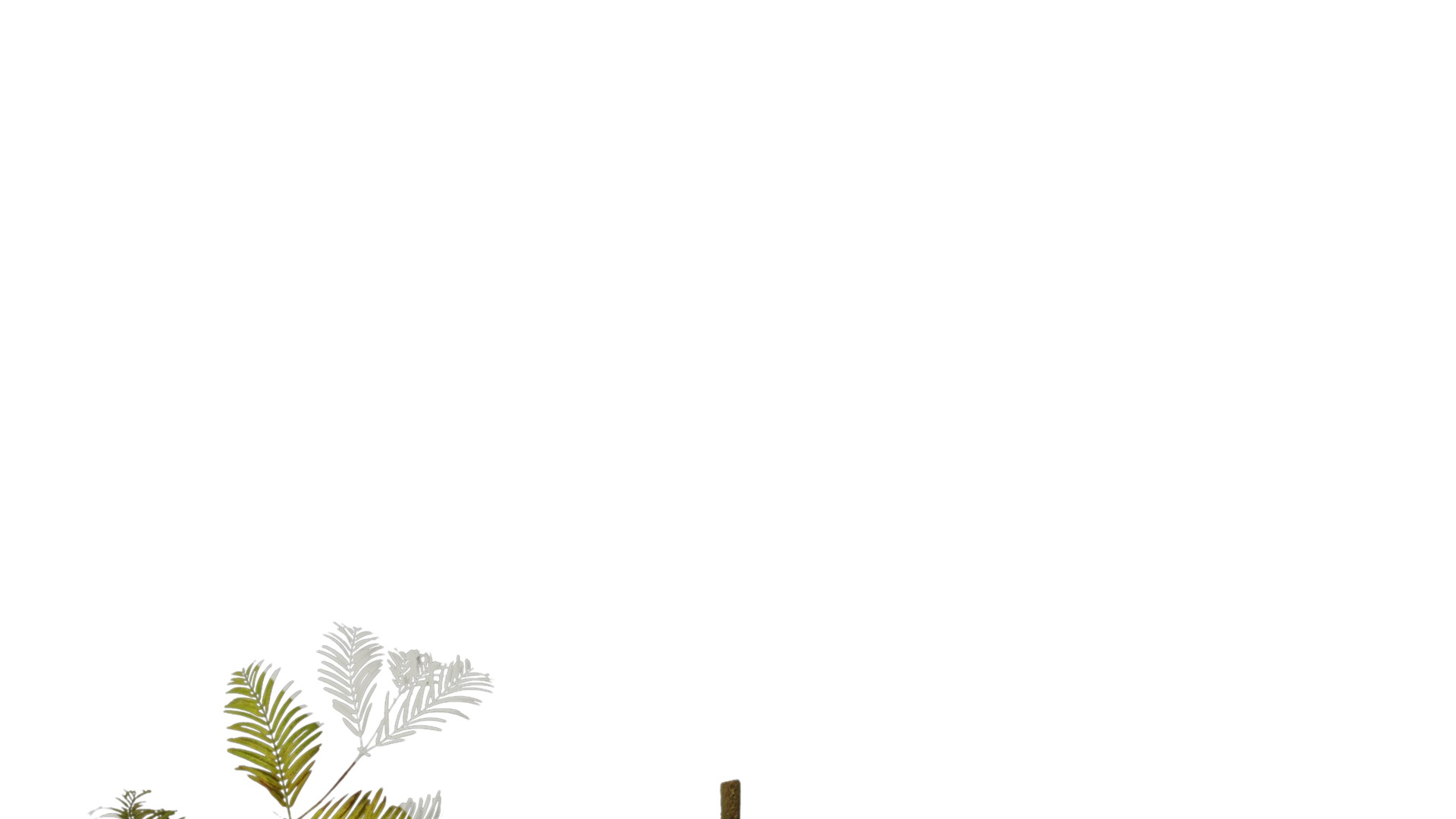 Anydrafts Metasequoia glyptostroboides Atlas 11 Texture_2