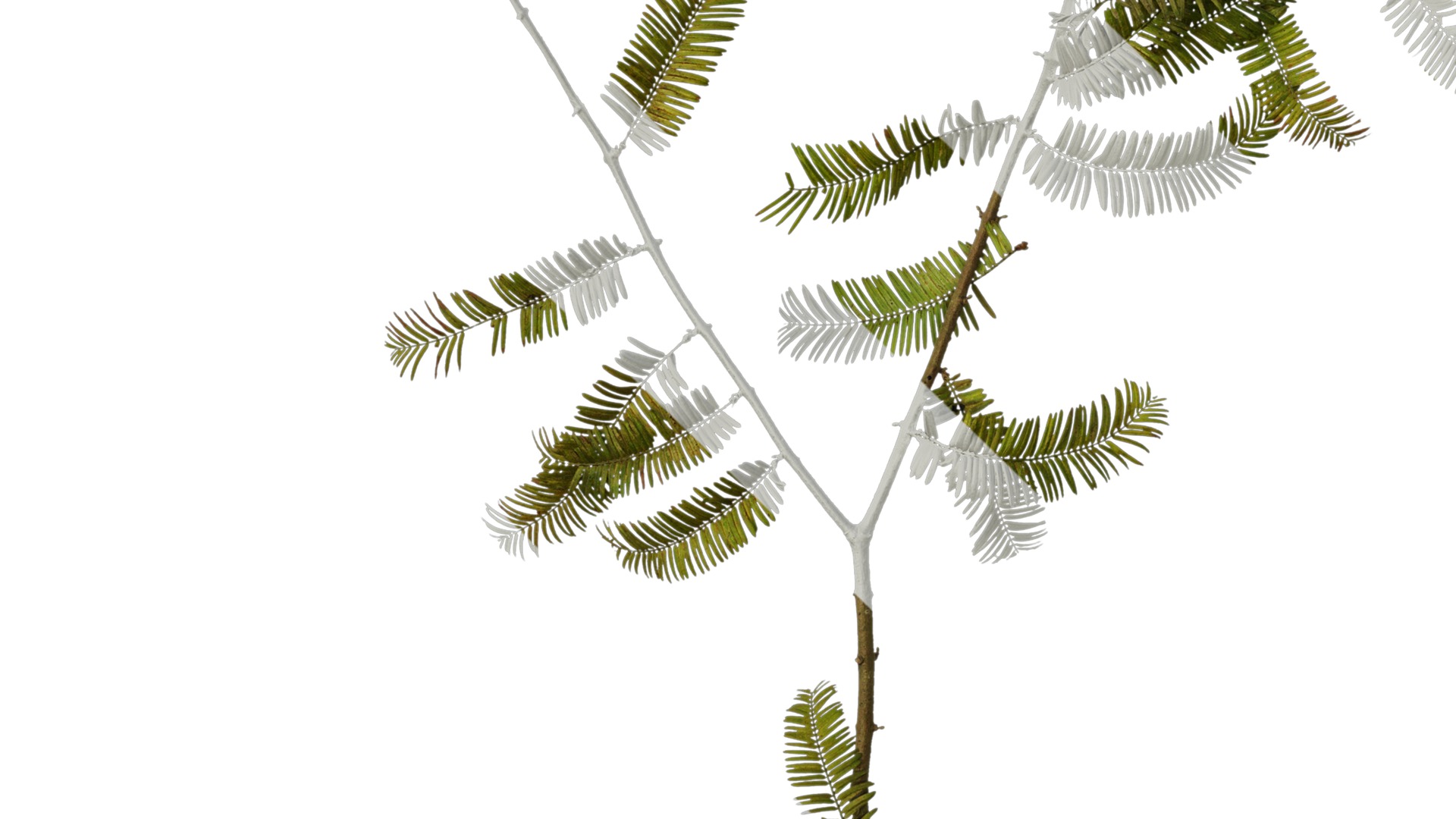 Anydrafts Metasequoia glyptostroboides Atlas 11 Texture_5