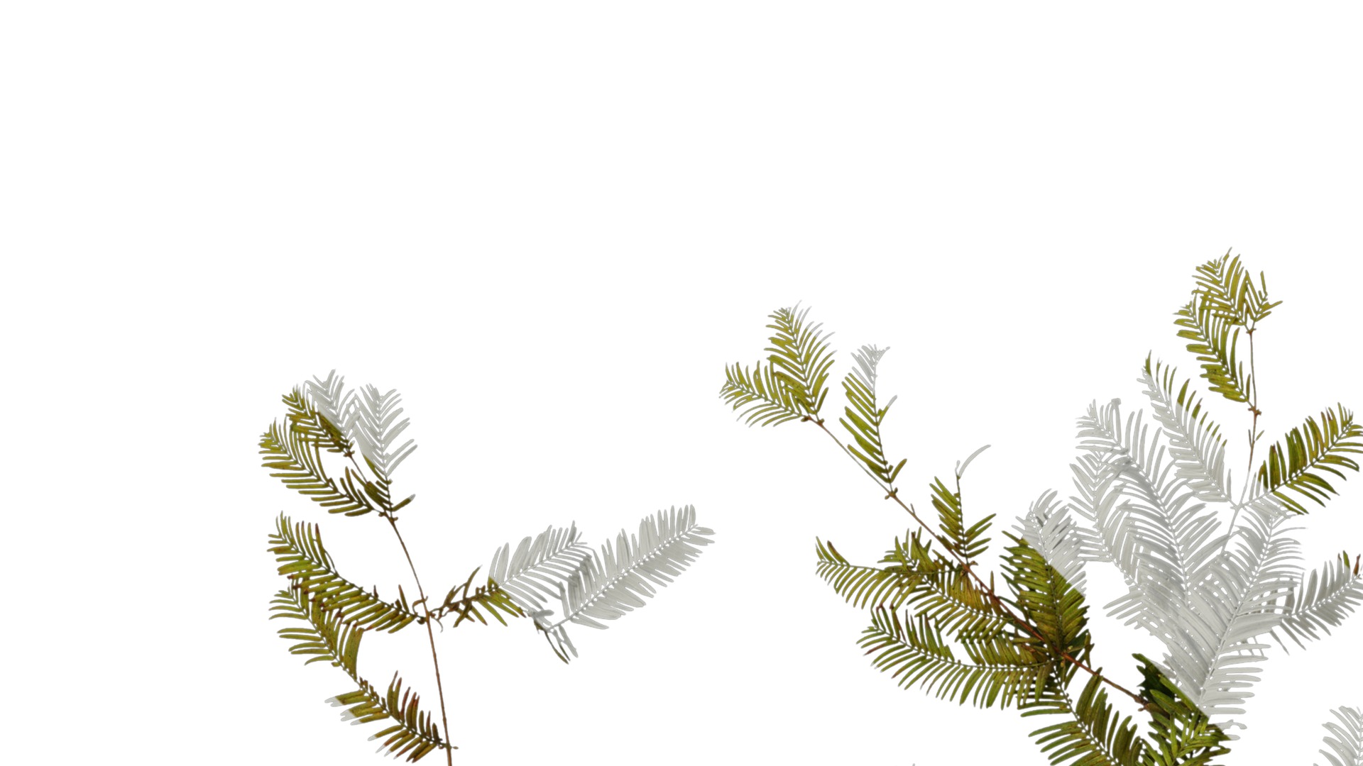 Anydrafts Metasequoia glyptostroboides Atlas 11 Texture_1