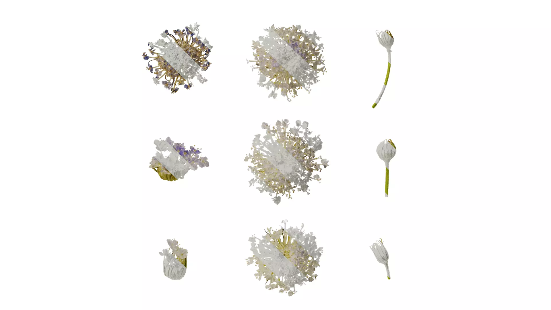 Anydrafts Trachymene coerulea Flower 03 Texture