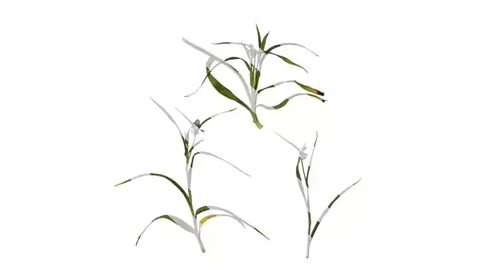 Anydrafts Tradescantia ohiensis Atlas 01