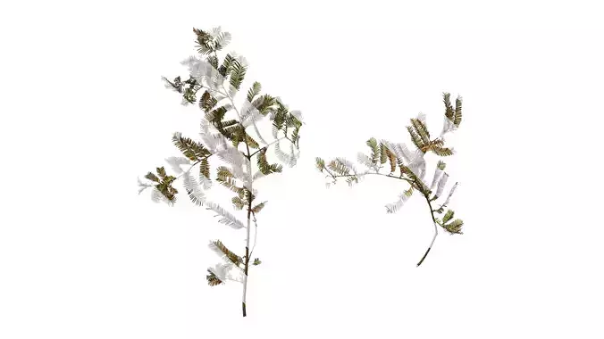 Anydrafts Metasequoia glyptostroboides Atlas 12