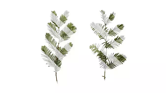 Anydrafts Metasequoia glyptostroboides Atlas 15