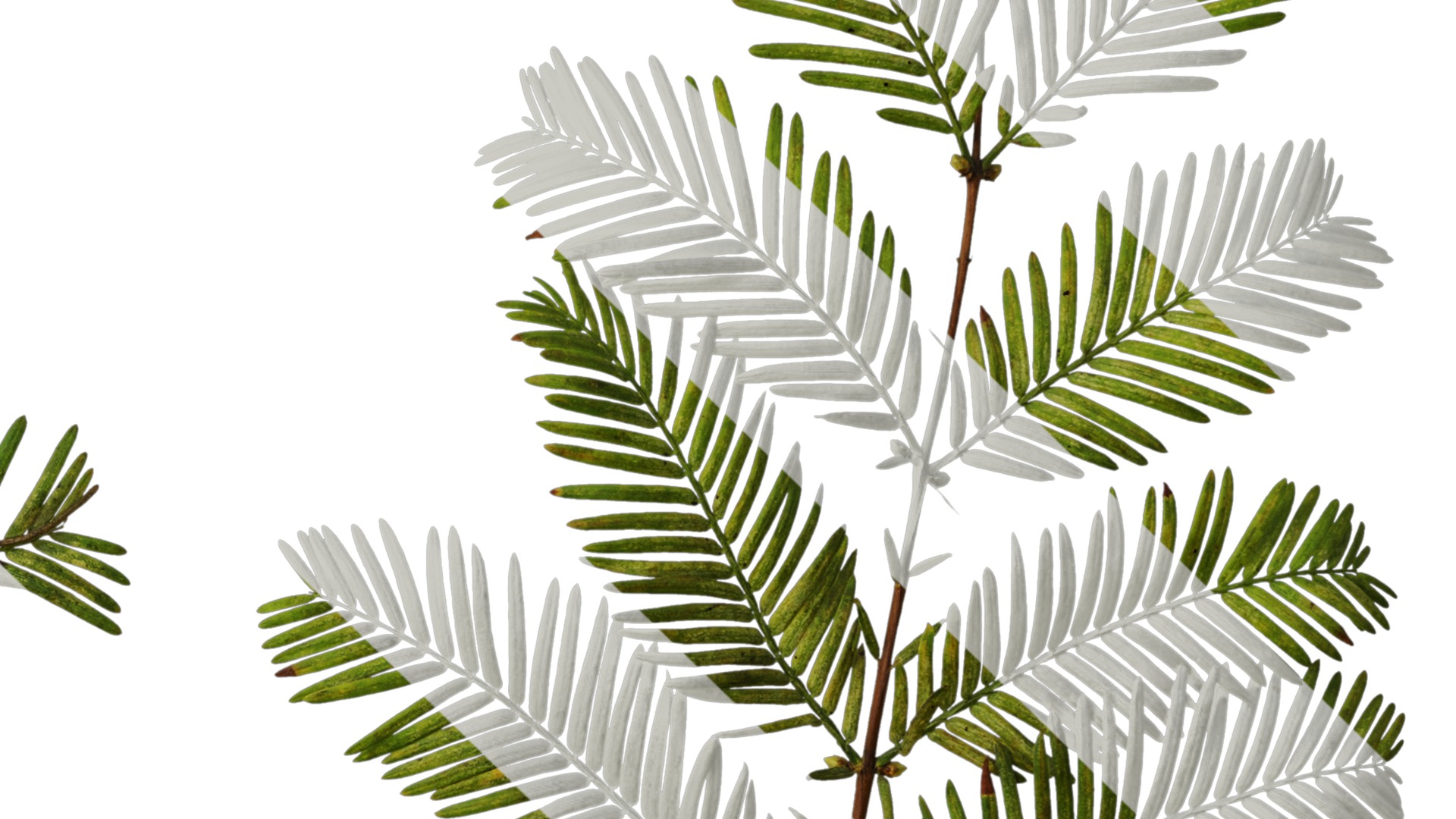 Anydrafts Metasequoia glyptostroboides Atlas 16 Texture_4