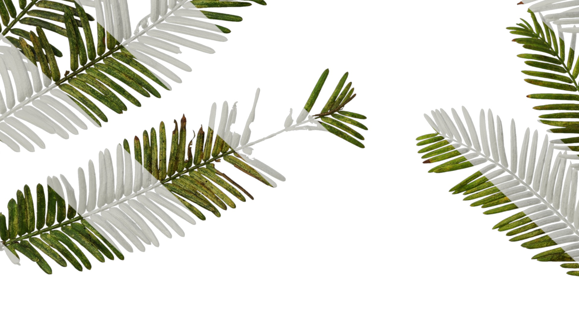 Anydrafts Metasequoia glyptostroboides Atlas 16 Texture_7