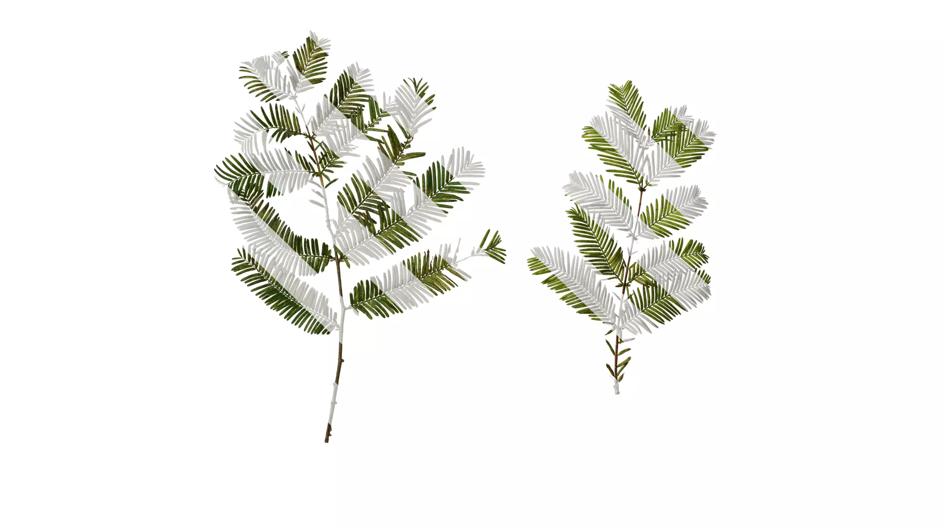 Anydrafts Metasequoia glyptostroboides Atlas 16 Texture_0