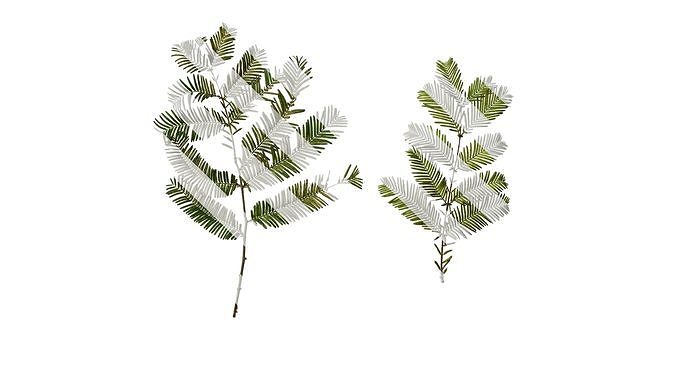 Anydrafts Metasequoia glyptostroboides Atlas 16 Texture