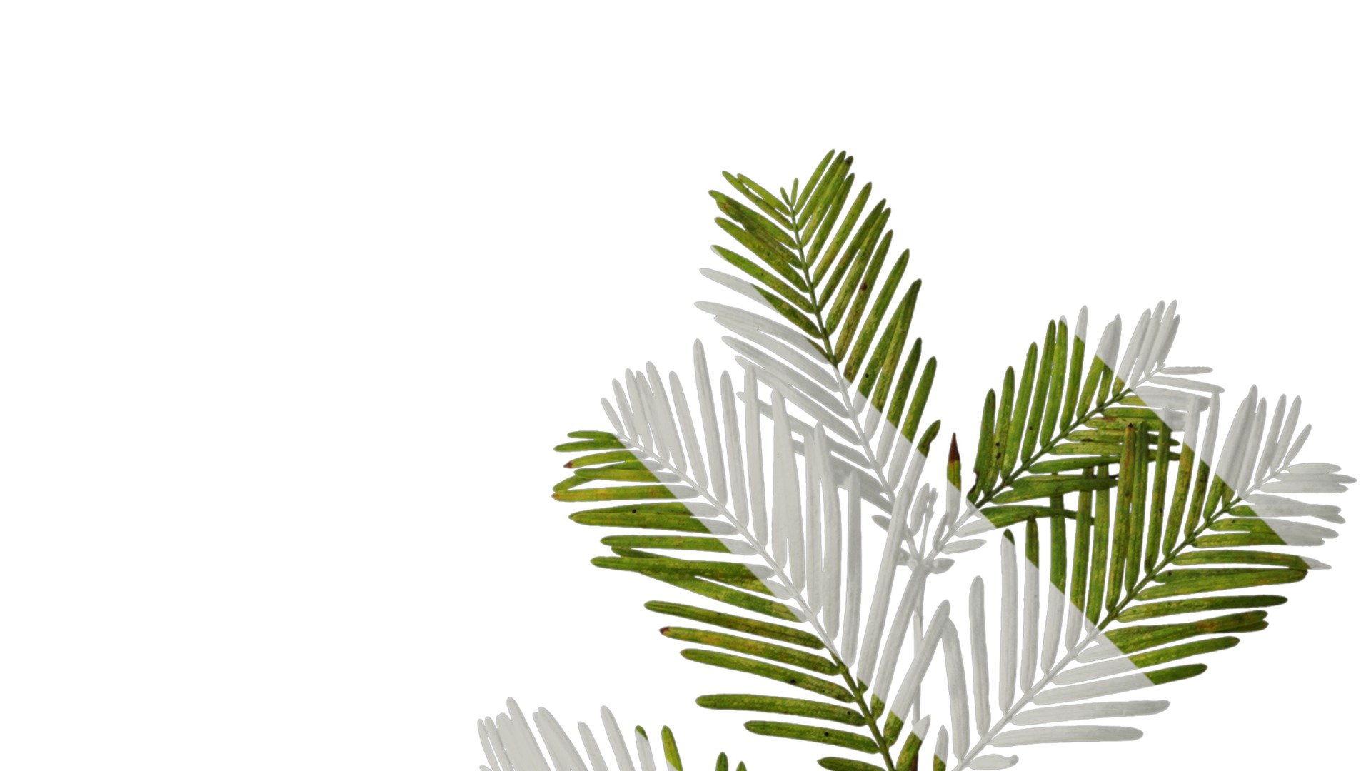 Anydrafts Metasequoia glyptostroboides Atlas 16 Texture_2