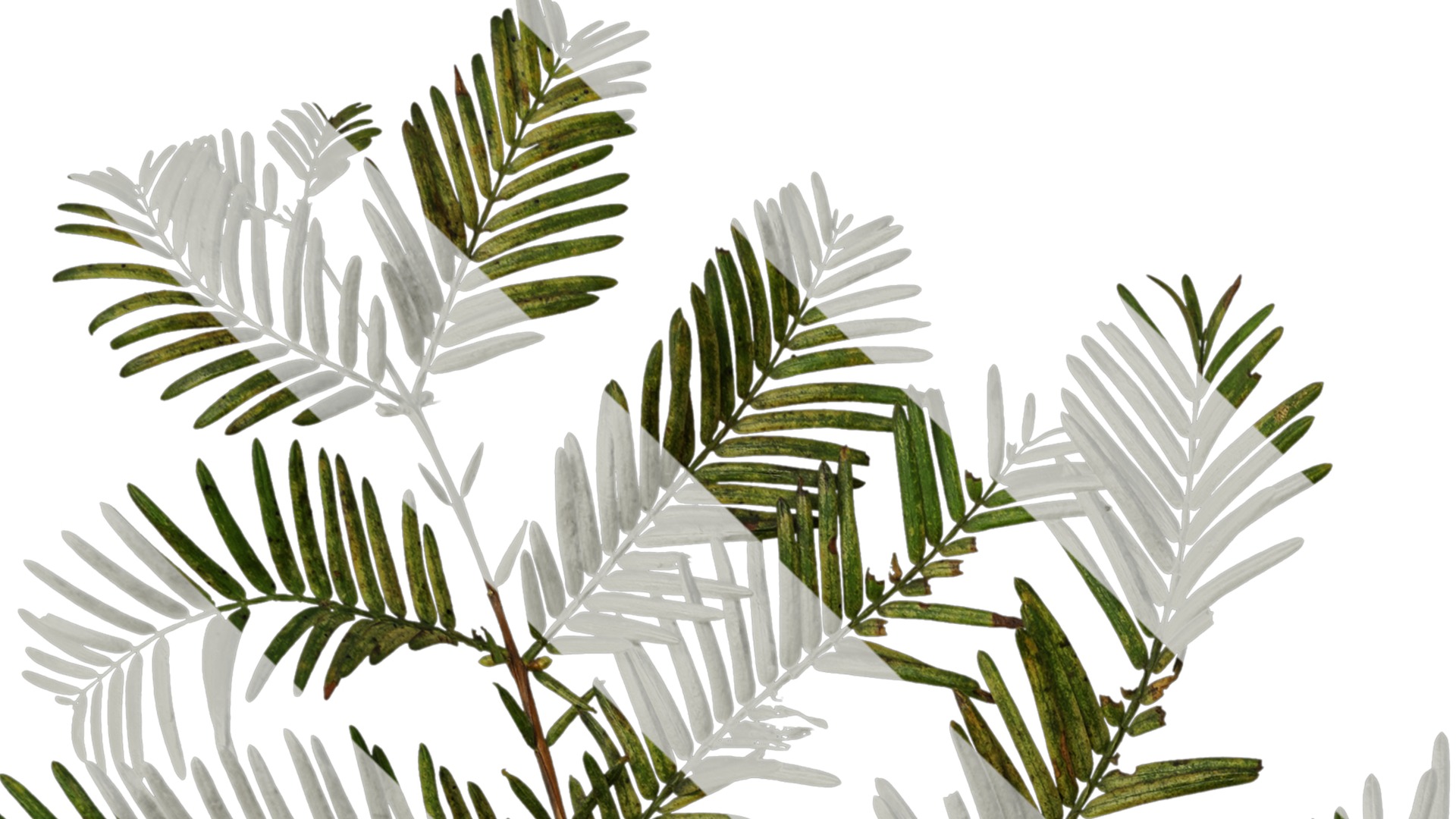 Anydrafts Metasequoia glyptostroboides Atlas 16 Texture_1