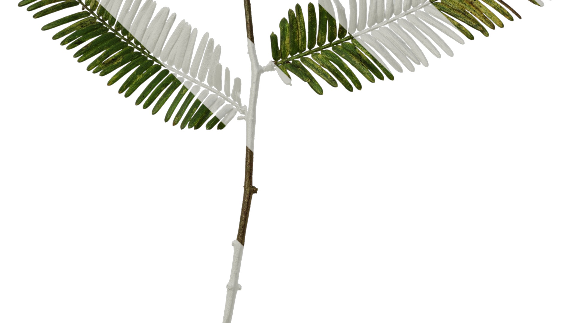 Anydrafts Metasequoia glyptostroboides Atlas 16 Texture_5