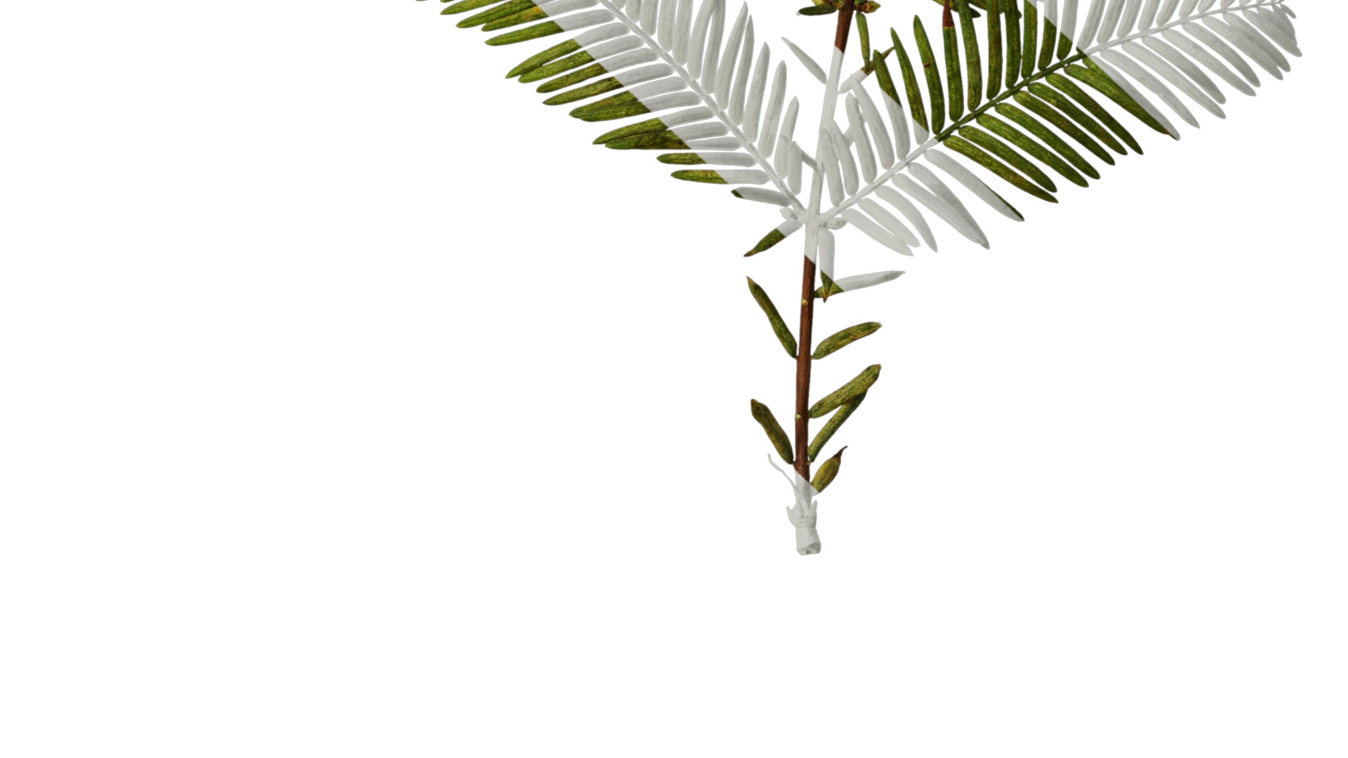 Anydrafts Metasequoia glyptostroboides Atlas 16 Texture_6