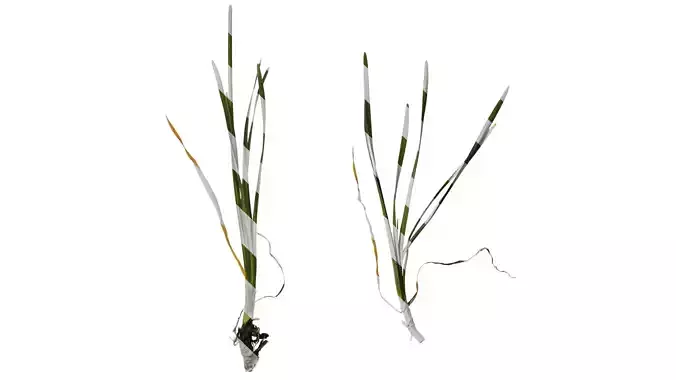 Anydrafts Tulbaghia violacea Atlas 03