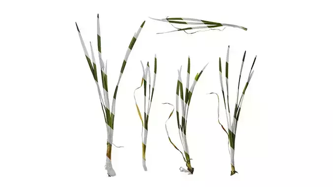 Anydrafts Tulbaghia violacea Atlas 04