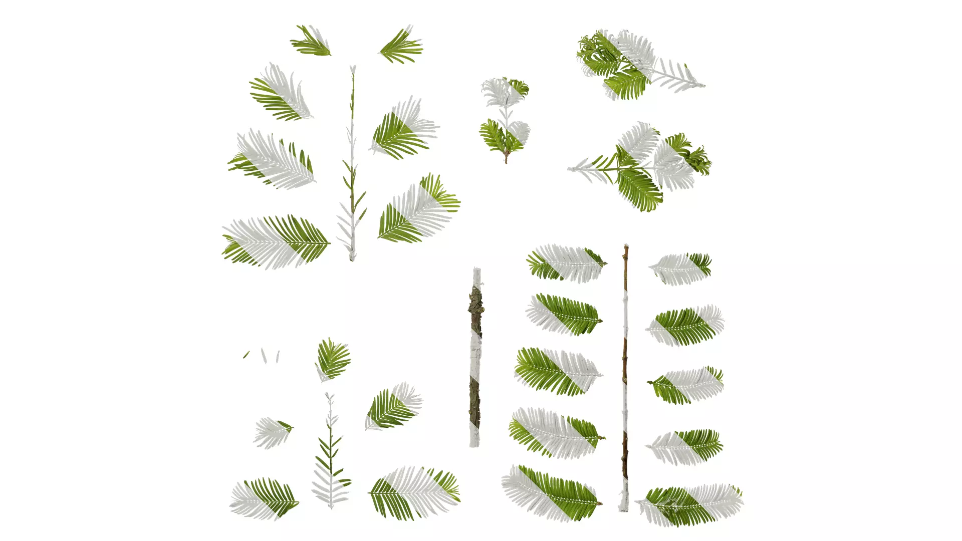 Anydrafts Metasequoia glyptostroboides Leaf 02 Texture