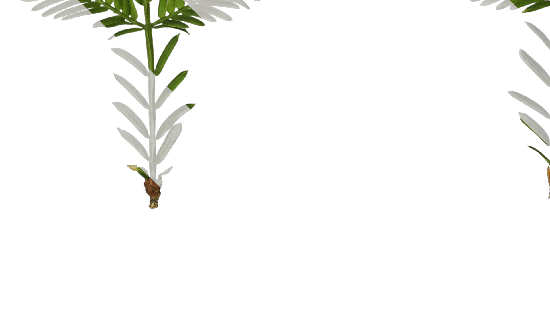 Anydrafts Metasequoia glyptostroboides Leaf 03 Texture_3