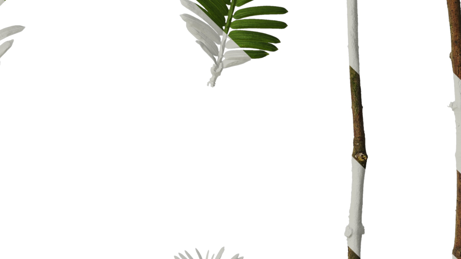 Anydrafts Metasequoia glyptostroboides Leaf 03 Texture_4