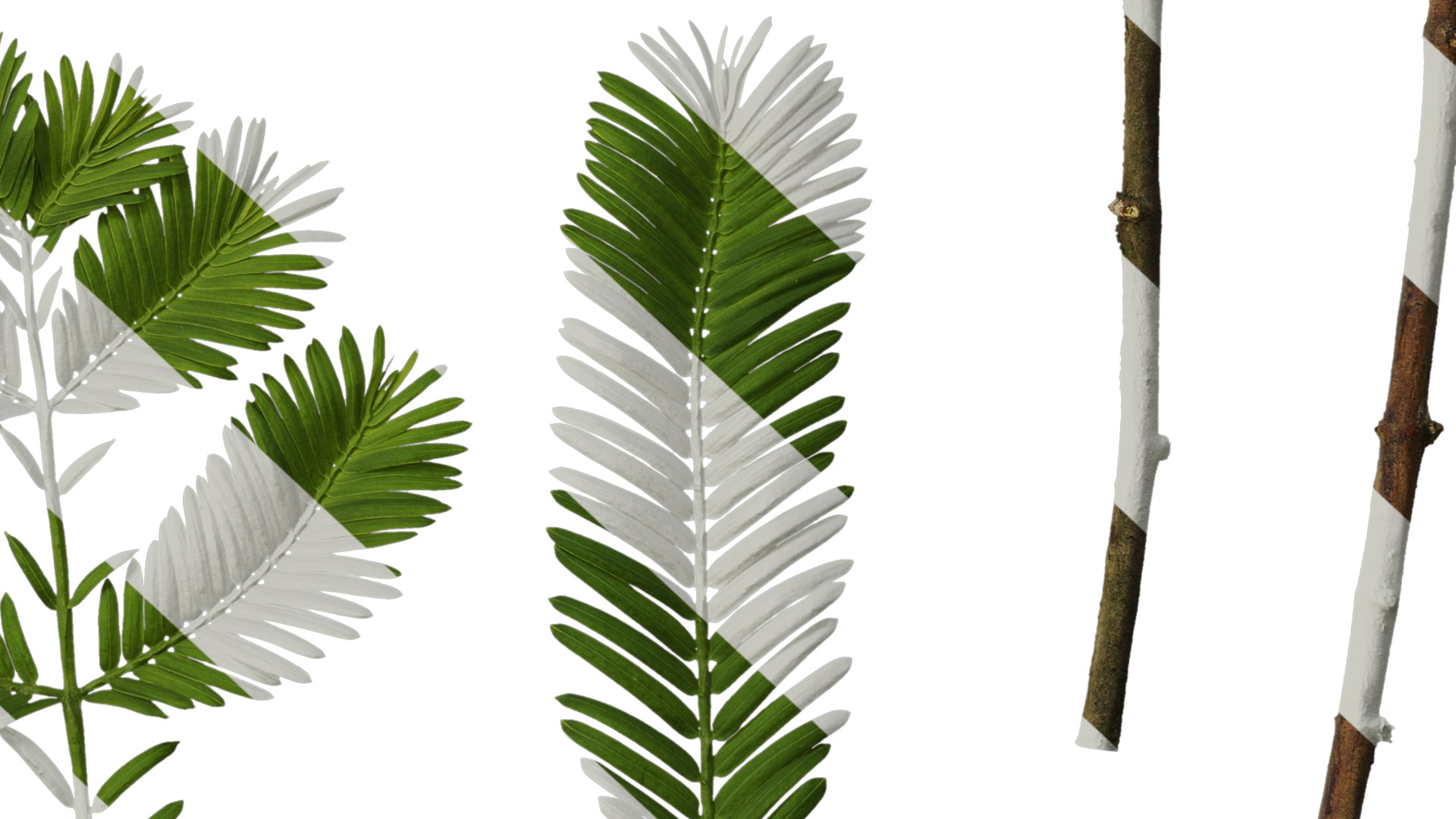 Anydrafts Metasequoia glyptostroboides Leaf 03 Texture_6