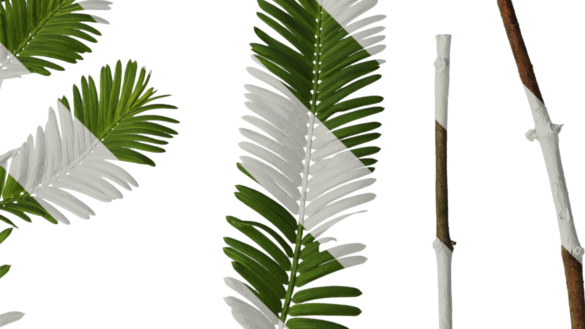 Anydrafts Metasequoia glyptostroboides Leaf 03 Texture_2