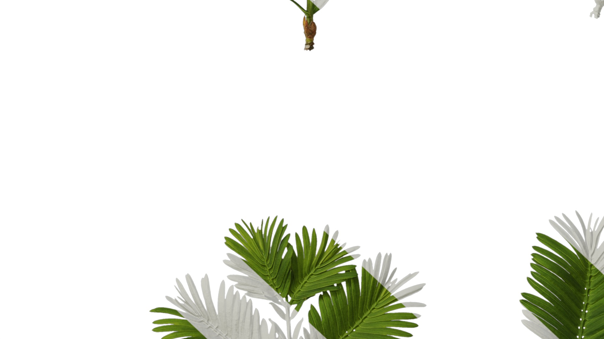 Anydrafts Metasequoia glyptostroboides Leaf 03 Texture_7