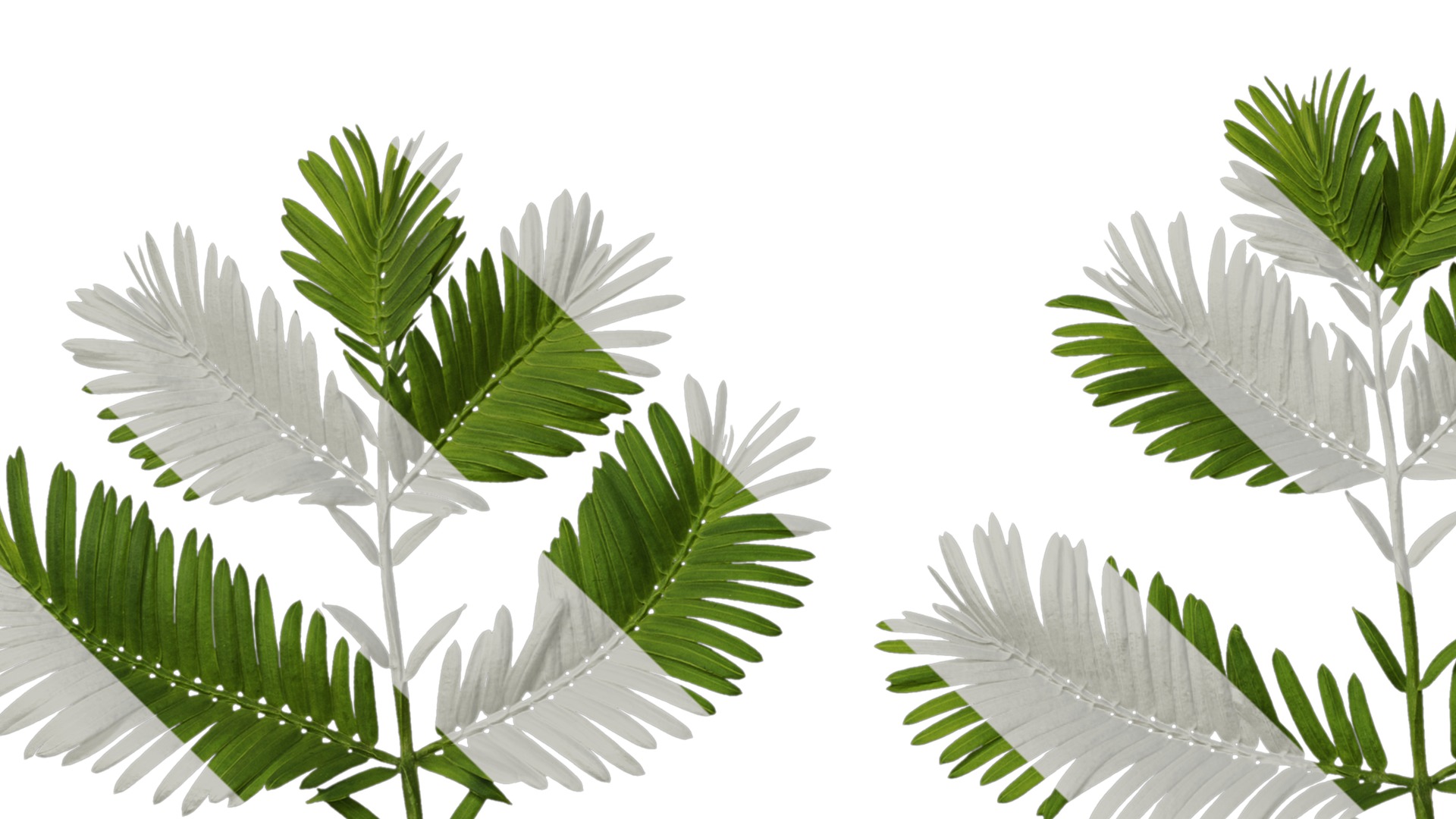 Anydrafts Metasequoia glyptostroboides Leaf 03 Texture_5