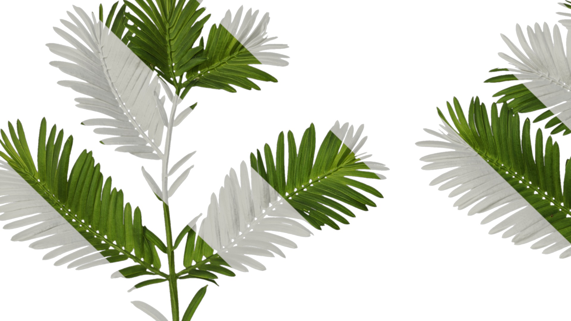 Anydrafts Metasequoia glyptostroboides Leaf 03 Texture_1